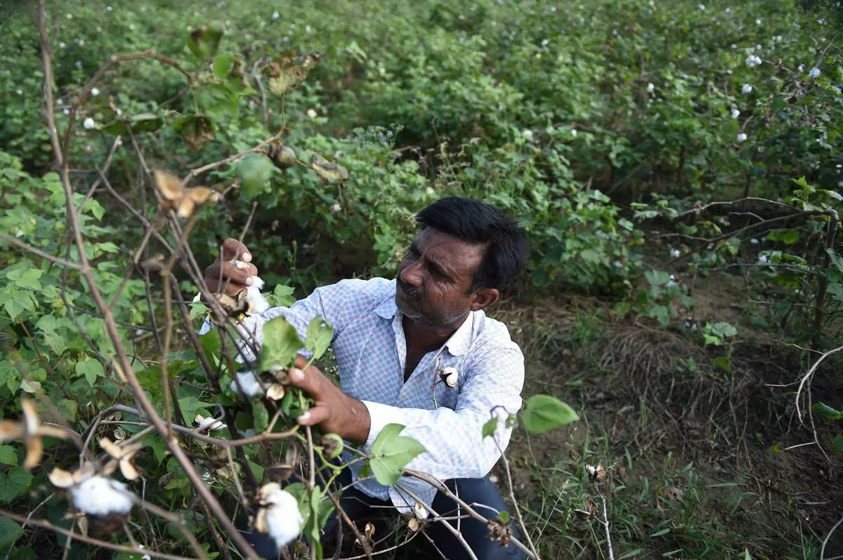 Gujarat Announces 630 Crore Relief Package For Kharif Crop Damage