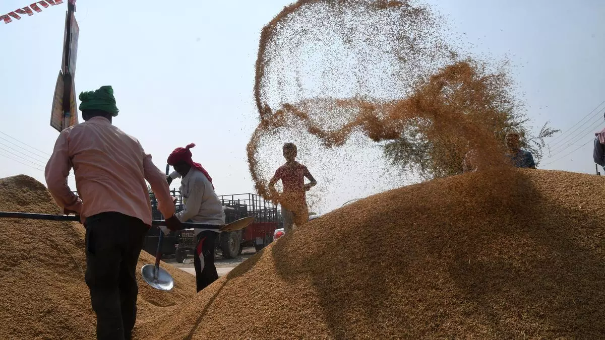 Global Buyers Scout For Indian Brown Rice As Vietnam Begins Importing