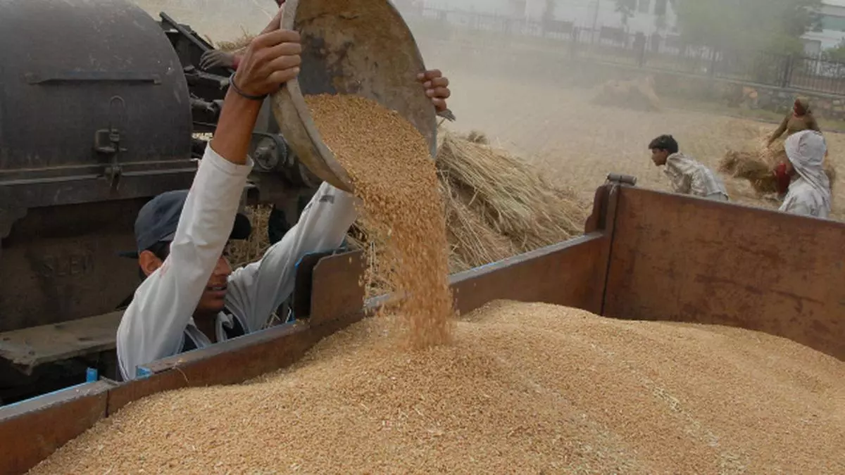 Punjab Wheat Procurement At 71 31 Lakh Mt The Hindu BusinessLine