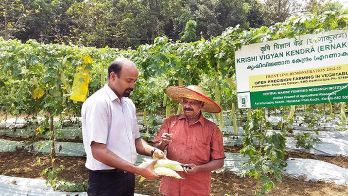 Precision Farming Ushers In Sweetness For Bitter Gourd The Hindu