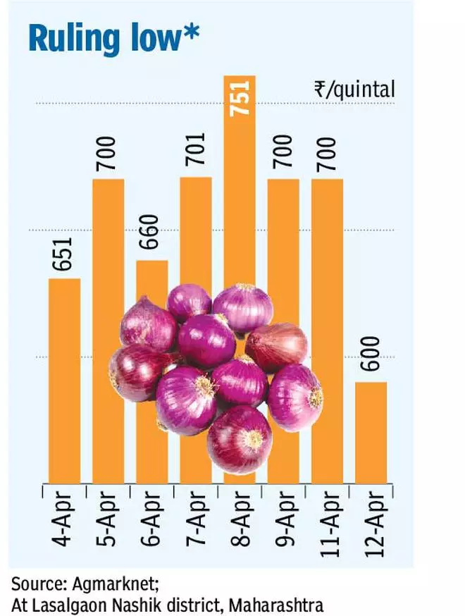 Demand For Onion Exports Rises As Domestic Prices Fall The Hindu