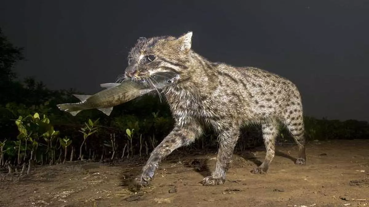 Fishing cats, the remarkably patient animals that are now vulnerable - The  Hindu BusinessLine