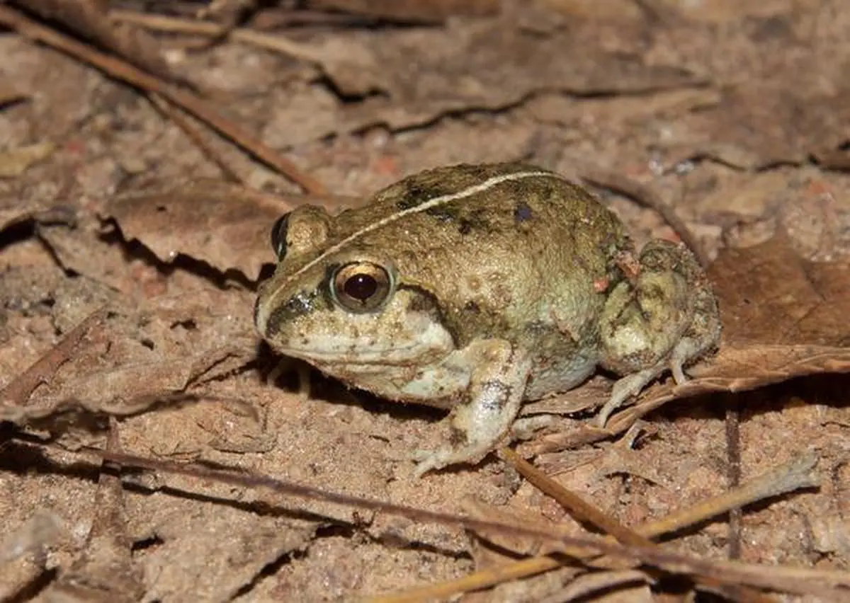 clipart of frogs and toads crossword