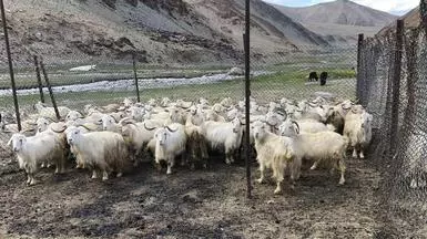 Mountain fellows: The rare animals of Ladakh - The Hindu BusinessLine