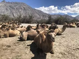 Mountain fellows: The rare animals of Ladakh - The Hindu BusinessLine