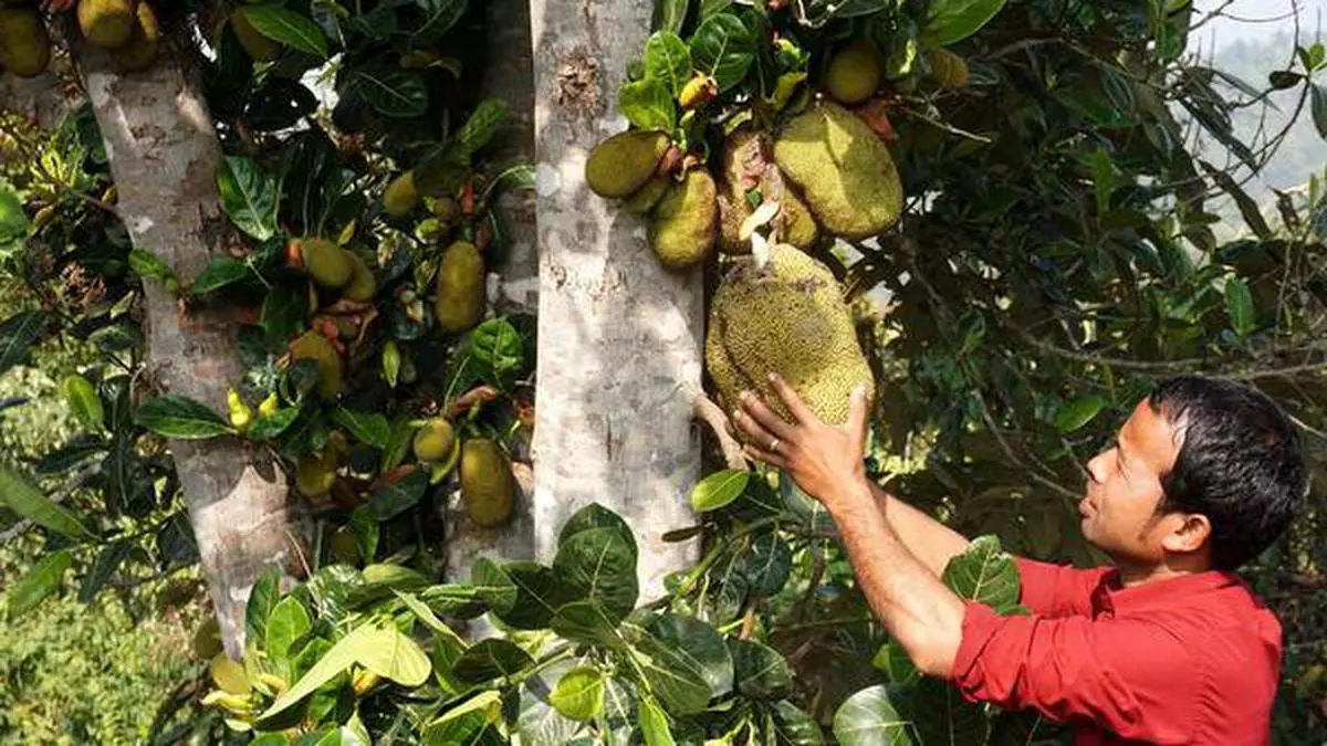 The jackfruit bounties of Meghalaya - The Hindu BusinessLine