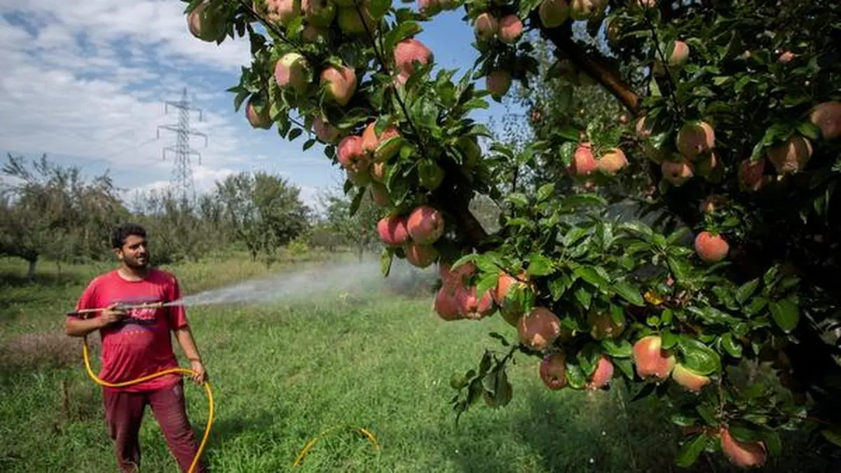 Apple farmers in Kashmir suffer as subpar pesticides slip through checks