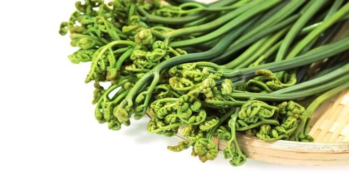 Fiddlehead fern at the high table - The Hindu BusinessLine