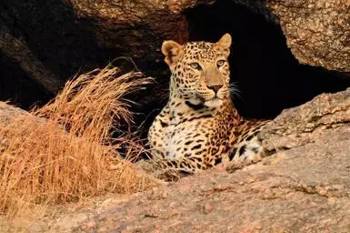 Leopard spotting in Bera, Rajasthan - The Hindu BusinessLine