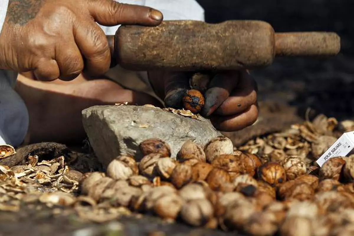 File picture: A Kashmiri farmer breaks the inner shell of a walnut after a drying process in Srinagar. J&K accounted for about 92 per cent of the 2.82 lakh tonnes of walnuts  grown in India in 2021-22