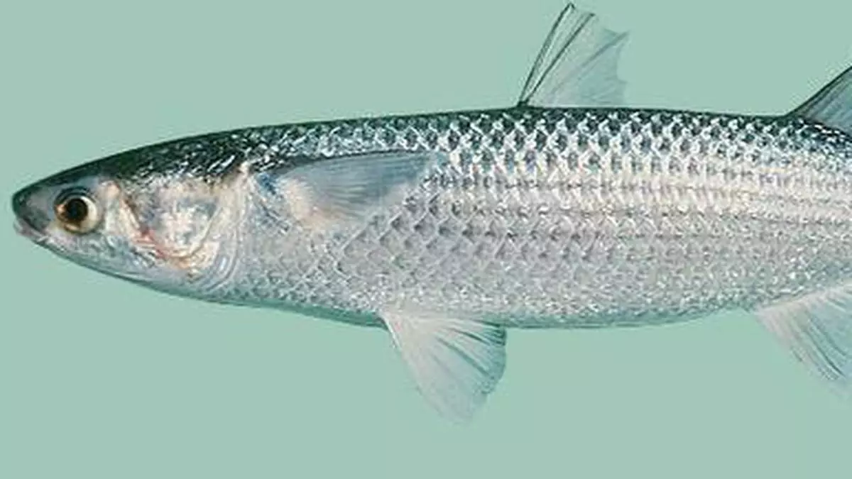 Mullet Fish Culture