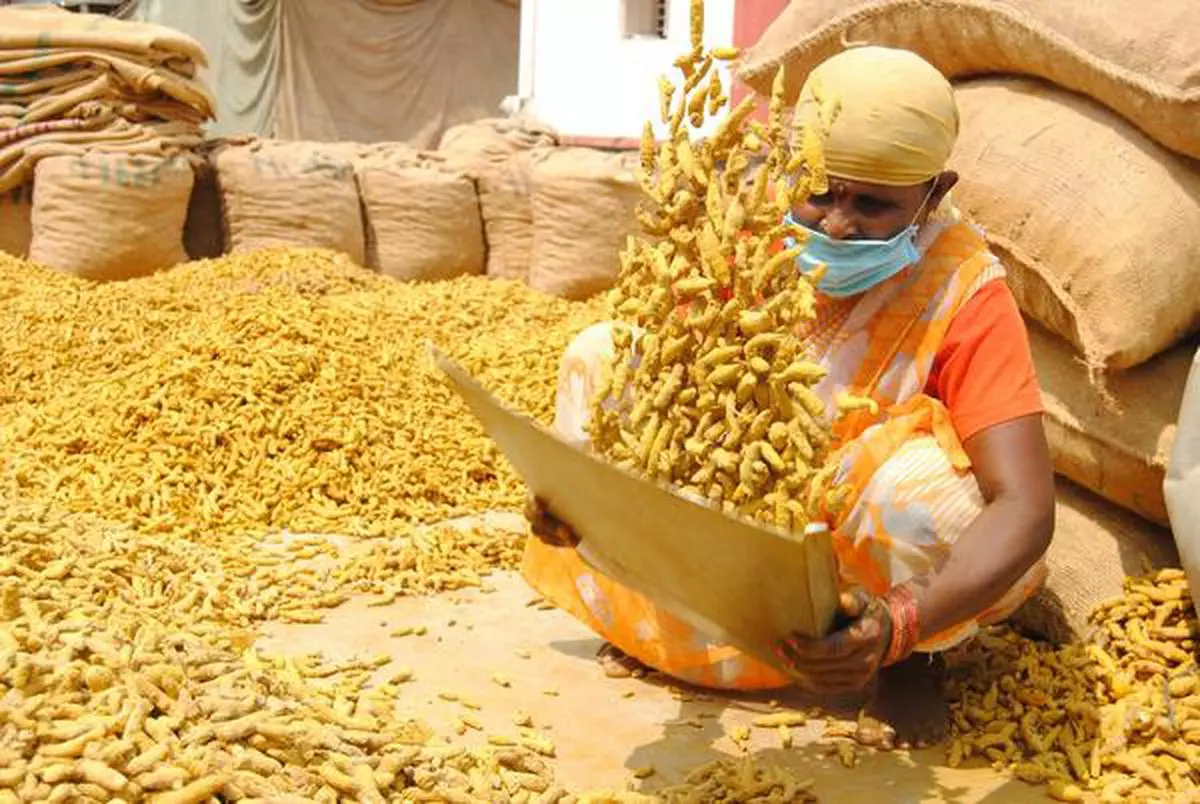 Turmeric prices rise - The Hindu BusinessLine