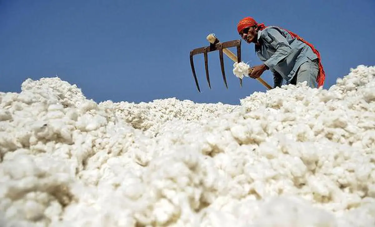 Cotton Traders Career: Working at Cotton Traders