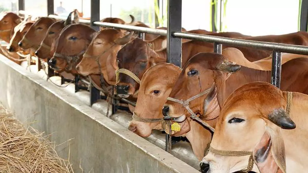 Cows confined to shelters found to suffer from chronic stress levels - The  Hindu BusinessLine