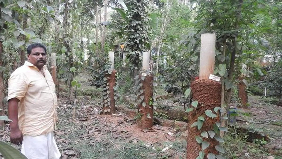 A Kannur farmer grows more than 30 pepper varieties - The Hindu BusinessLine