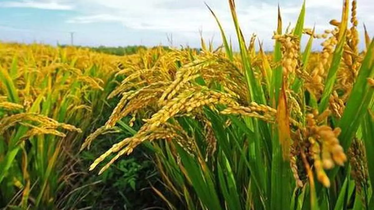 Farmers shifting to safer paddy, sugarcane from riskier crops - The ...