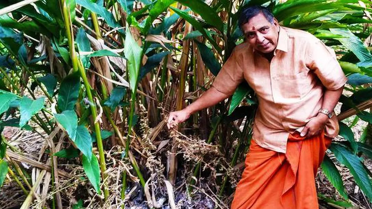 Drought Ground Zero: Crestfallen Kerala Plantation Farmers Look To Sky 