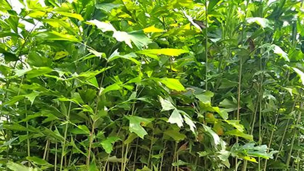 Tapping neera: Cultivation of fish tail palm takes roots in Telangana ...