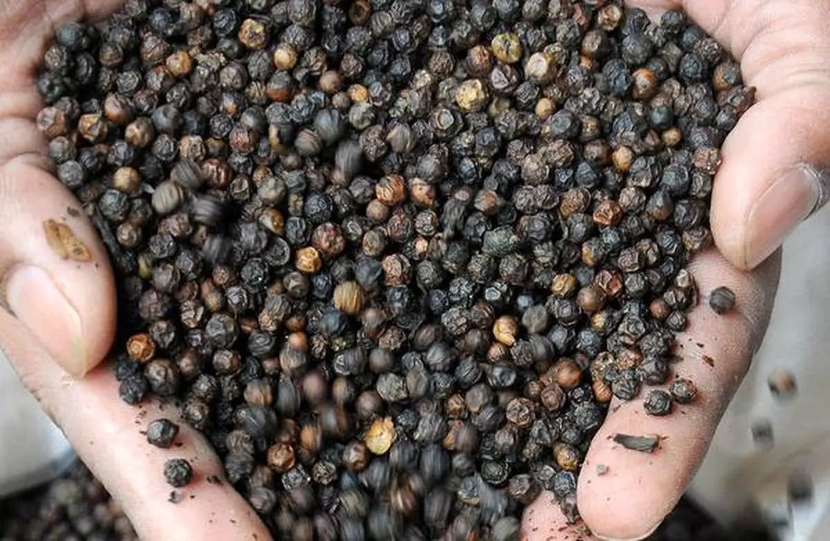 The farming community also expressed anxiety over the arrival of greater quantities of Sri Lankan pepper 
