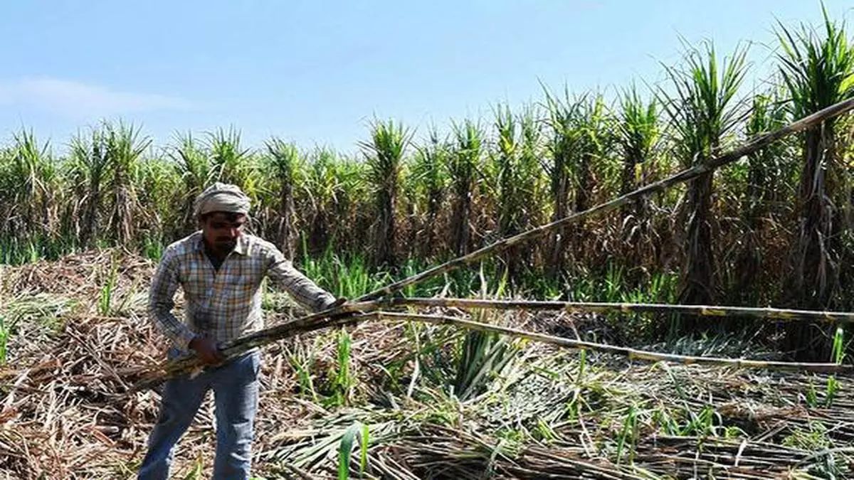 UP chief minister Yogi Adityanath announces ₹25/quintal increase in ...