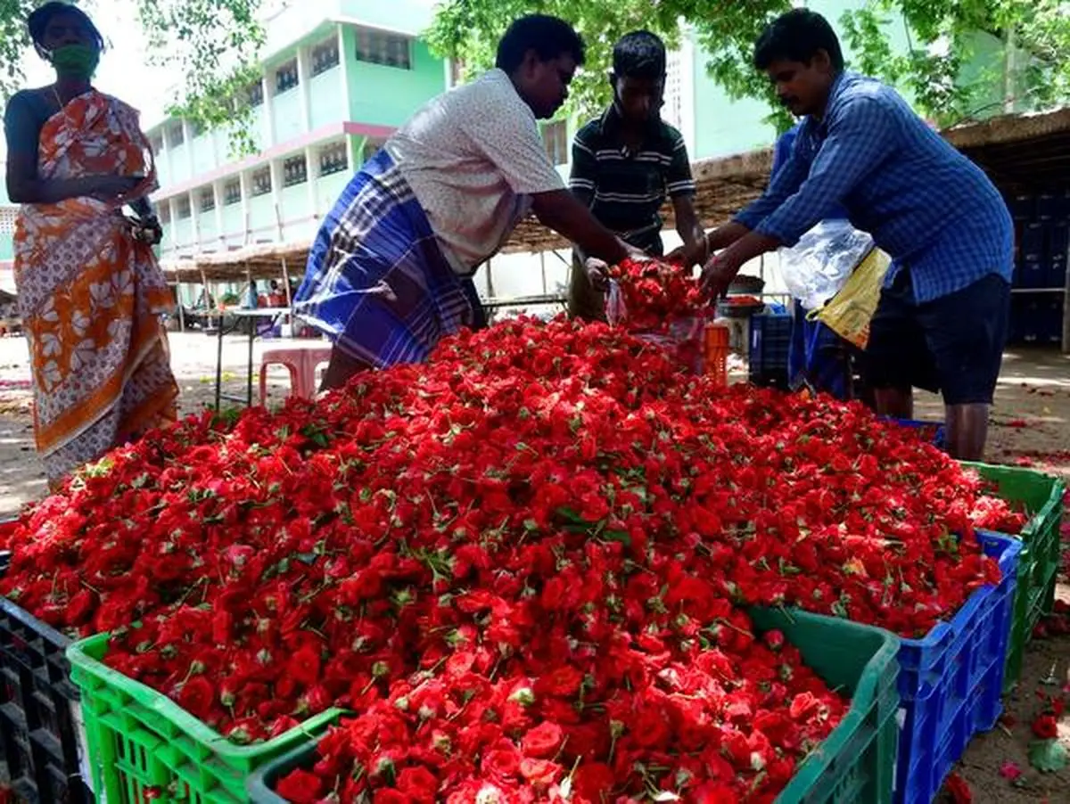 Carnation Flower Market In India Best Flower Site