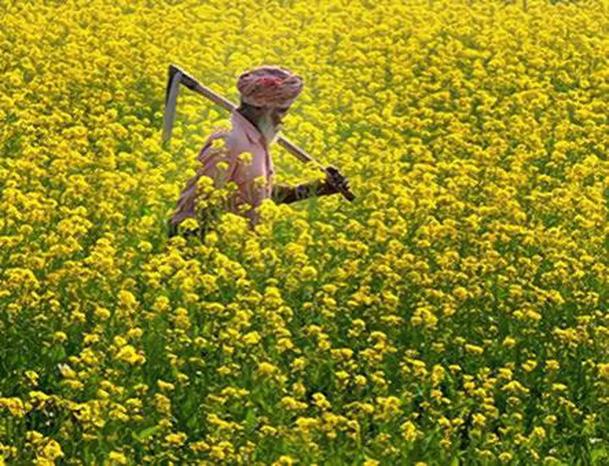 Rajasthan, Madhya Pradesh Drive Mustard Acreage Higher By 24% As Rabi ...