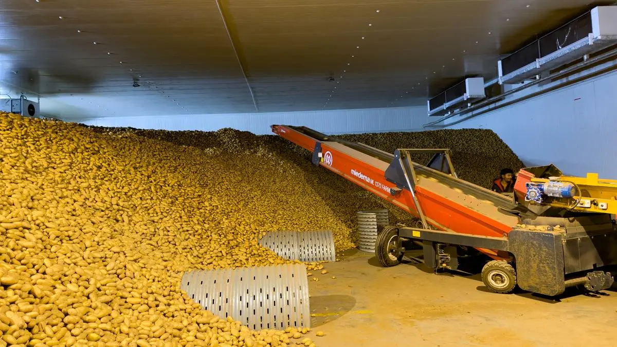 Potato processors look at modern cold storages to extend the spud’s shelf life do sex