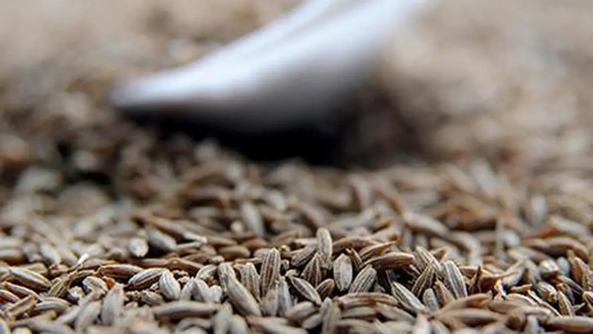 Lower yield, production may spice up cumin prices The Hindu BusinessLine