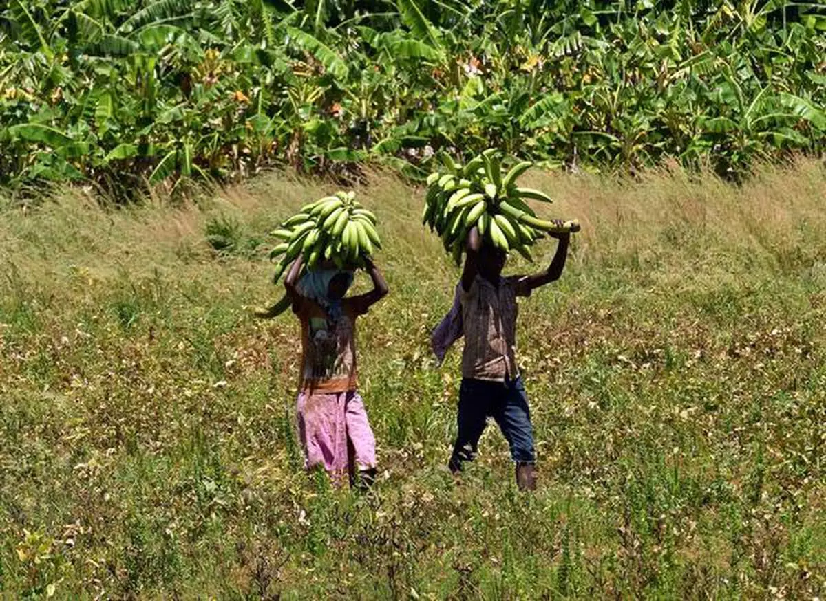 THOOTHUKUDI, TAMIL NADU, 31/05/2021: The Children carrying harvested banana from the fields to the truck parked at a distance to be taken to the Kerla Market to earn a few rupees for their family, A Scene at Athimarapatti Village near Thoothukudi on Monday during the Complete Lockdown. PHOTO : RAJESH N