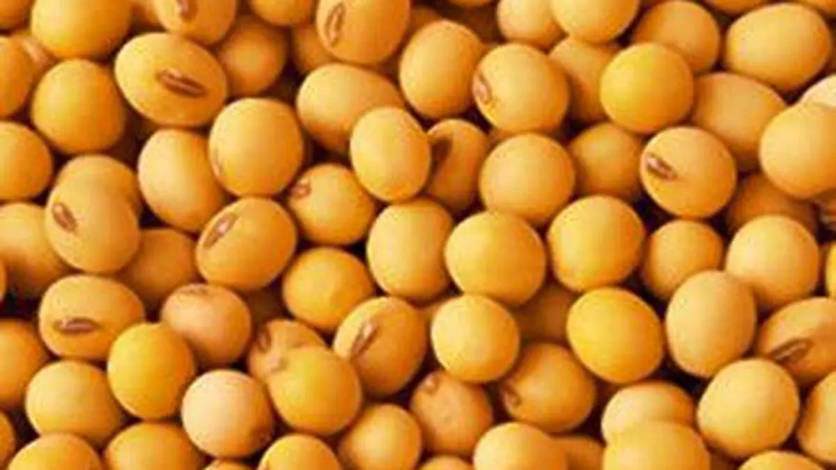 Higher Yields To Lift Soyabean Output By 14% To 119 Lakh Tonnes, Says 