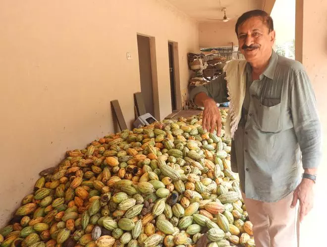 Vishwanatha Rao with harvested cocoa pods in Sullia taluk of Karnataka. 