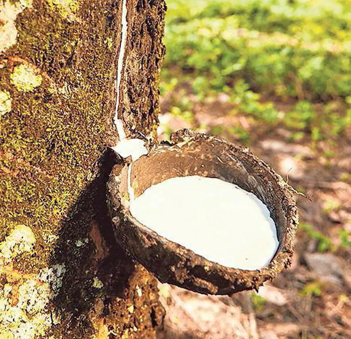 natural rubber sheets at Rs 135.00/kg, Kottayam