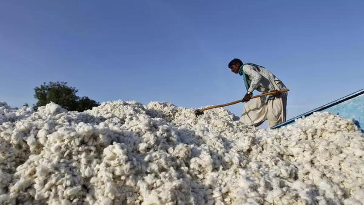 Cotton crop at 356 lakh bales for 2020-21, as per CAI's first estimate -  The Hindu BusinessLine