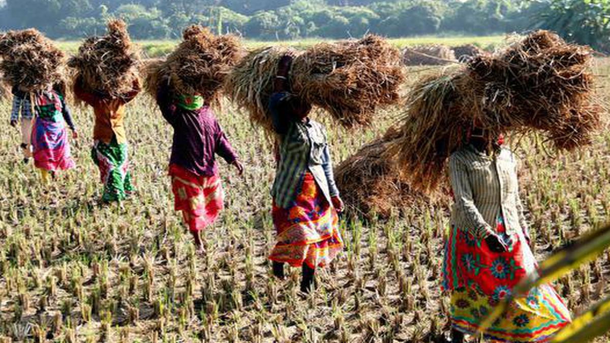 West Bengal likely to witness higher production of paddy this year ...