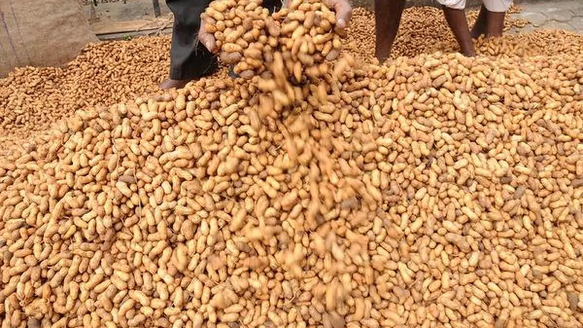 Gujarat estimates kharif groundnut output at 55 lakh tonnes for 202021