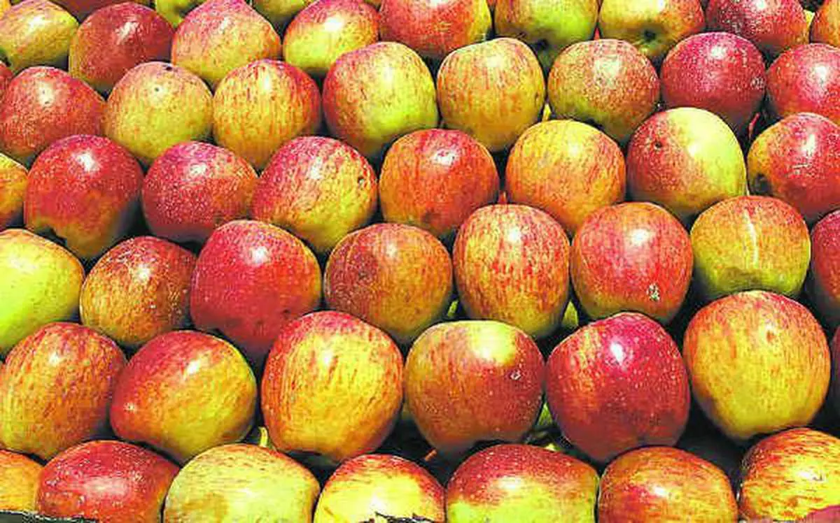 Kashmir is home to almost 100-plus varieties of apple