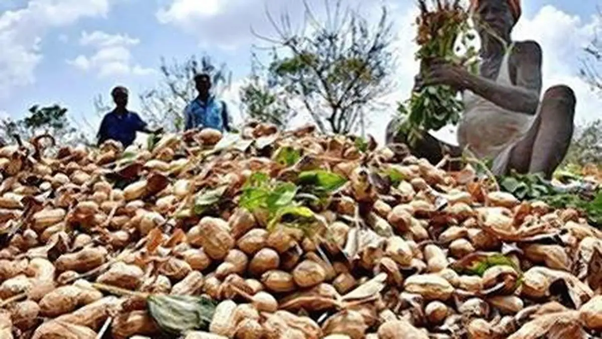 Gujarat groundnut crop seen 35.45 lt The Hindu BusinessLine