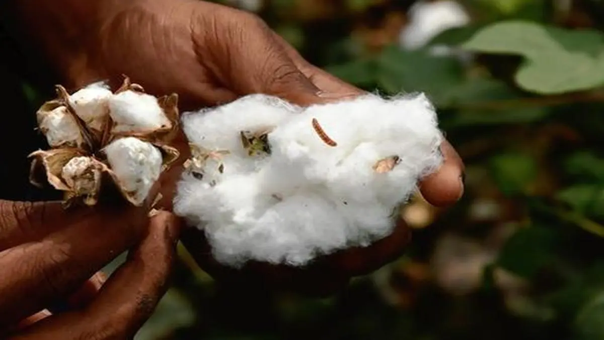 Cotton, rubber futures open lower on MCX The Hindu BusinessLine