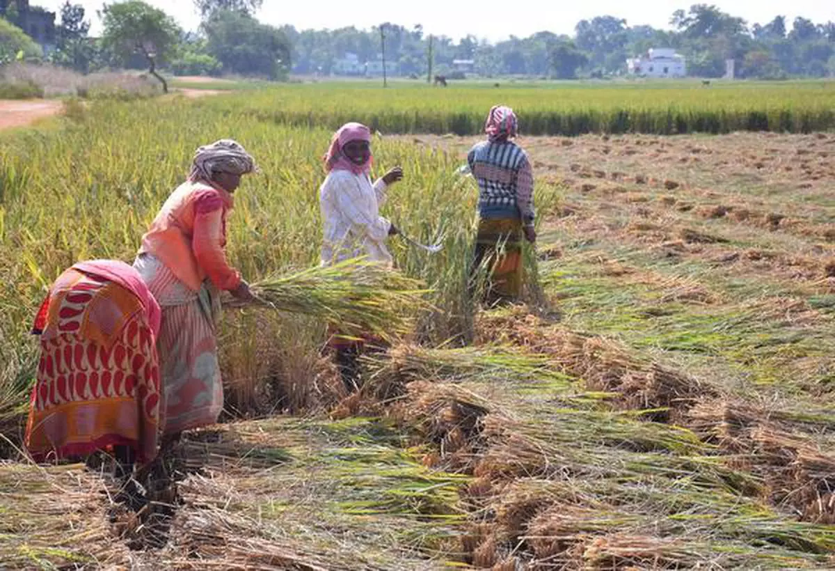 Gobindobhog rice being harvested  Debasish Bhaduri