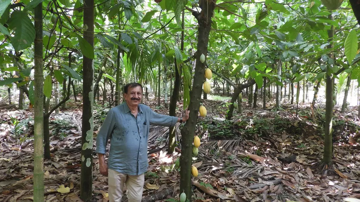 Karnataka farmer sows a sweet saga with cocoa cultivation