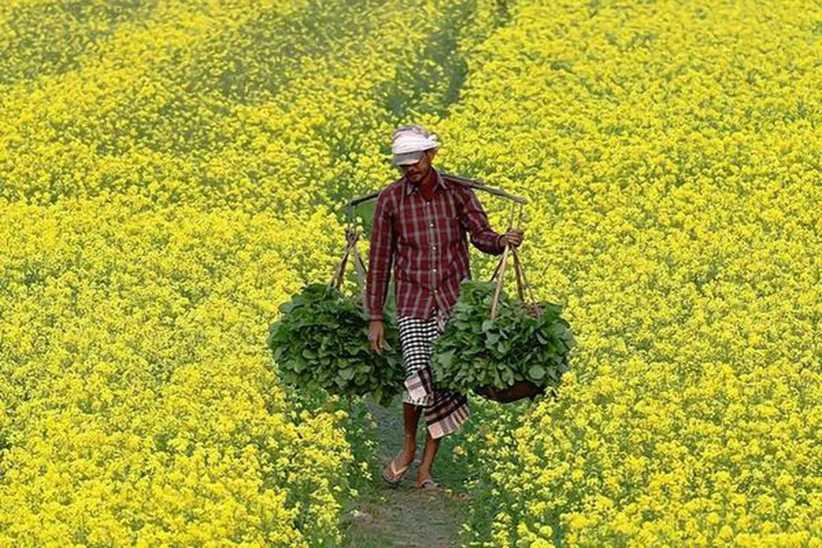 BKS members have said that the use of GM technology  in mustard is not required as it does not enhance  production  Ritu Raj Konwar