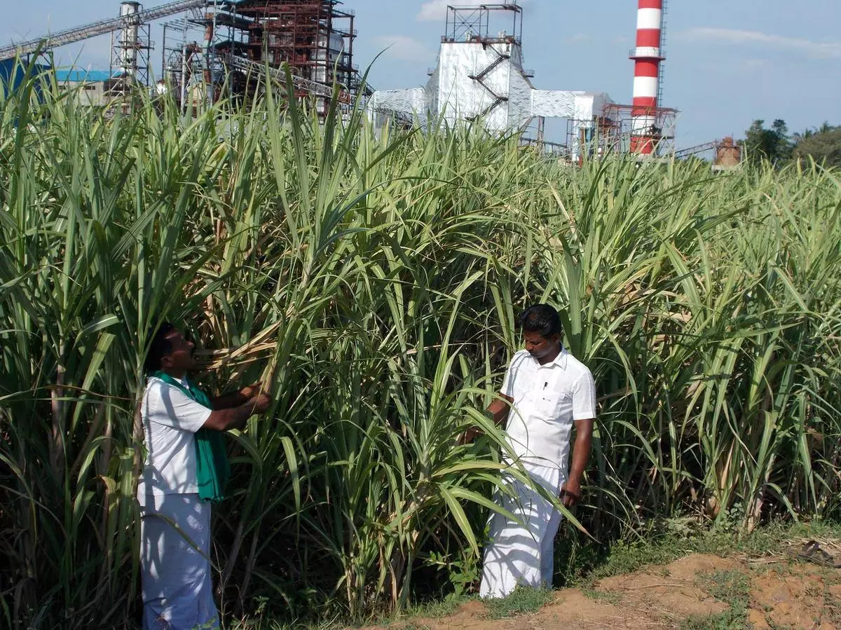 Growers studying the harvest-ready sugar cane at a field near the Arignar Anna Sugar Mills at Kurungulam in Thanjavur district. Photo: L. RENGANATHAN       