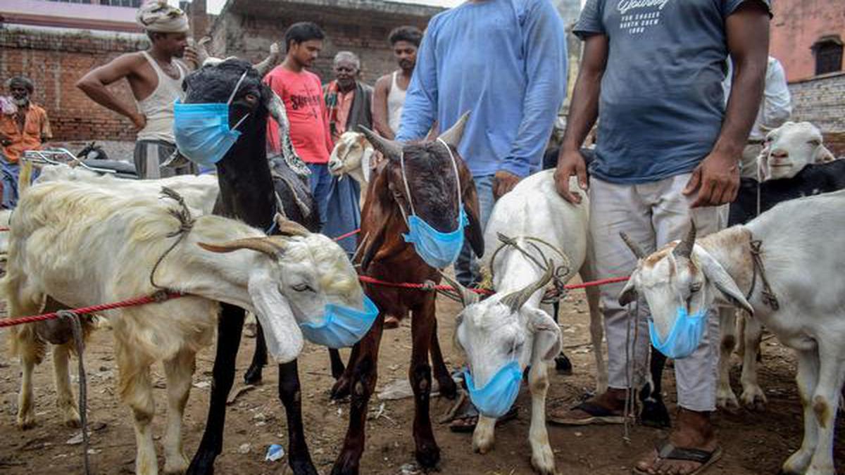 National Digital Livestock Mission blueprint unveiled - The Hindu ...