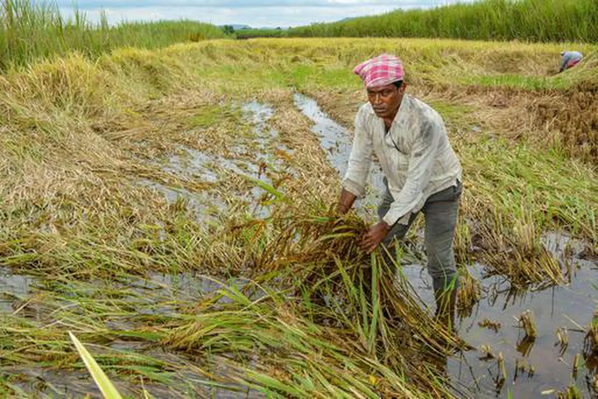 A farmer shows his damaged paddy crop following heavy rains, at a village in Karad, Maharashtra