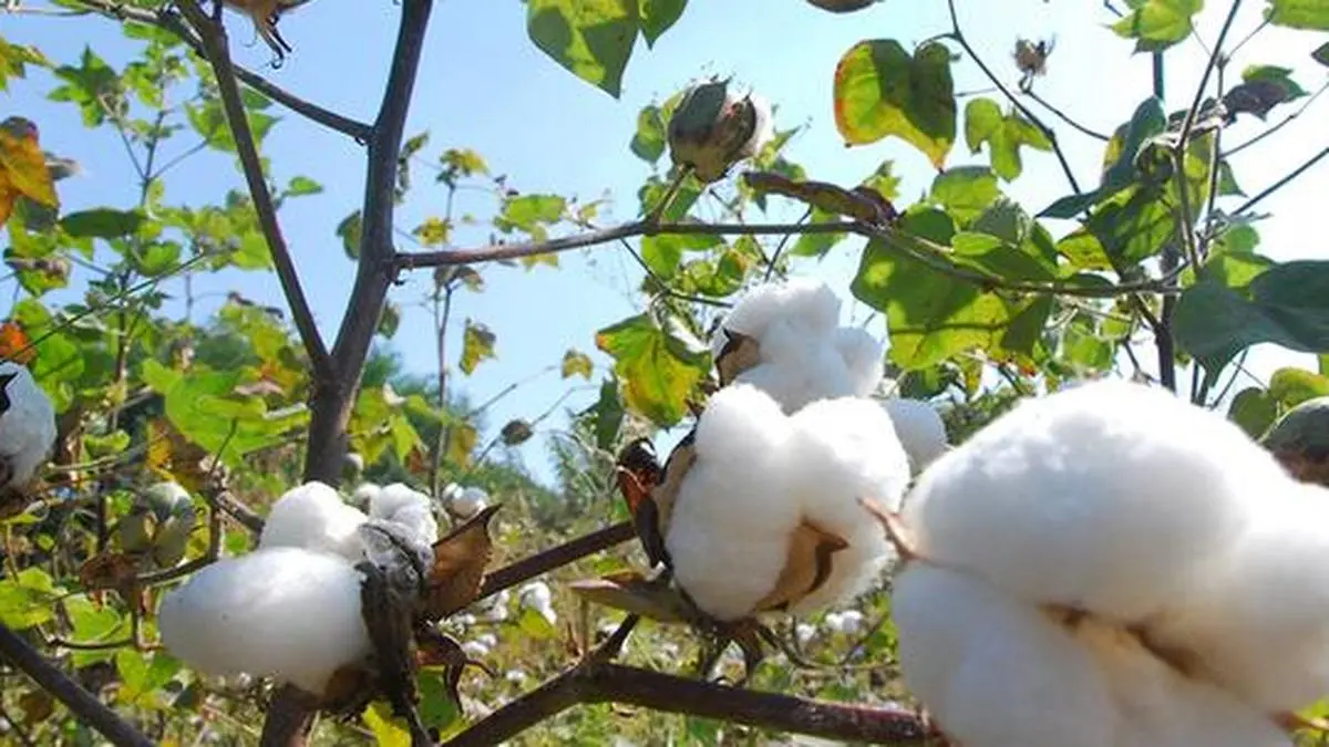 Price rebound, El Nino outlook may boost India’s 2026 cotton acreage