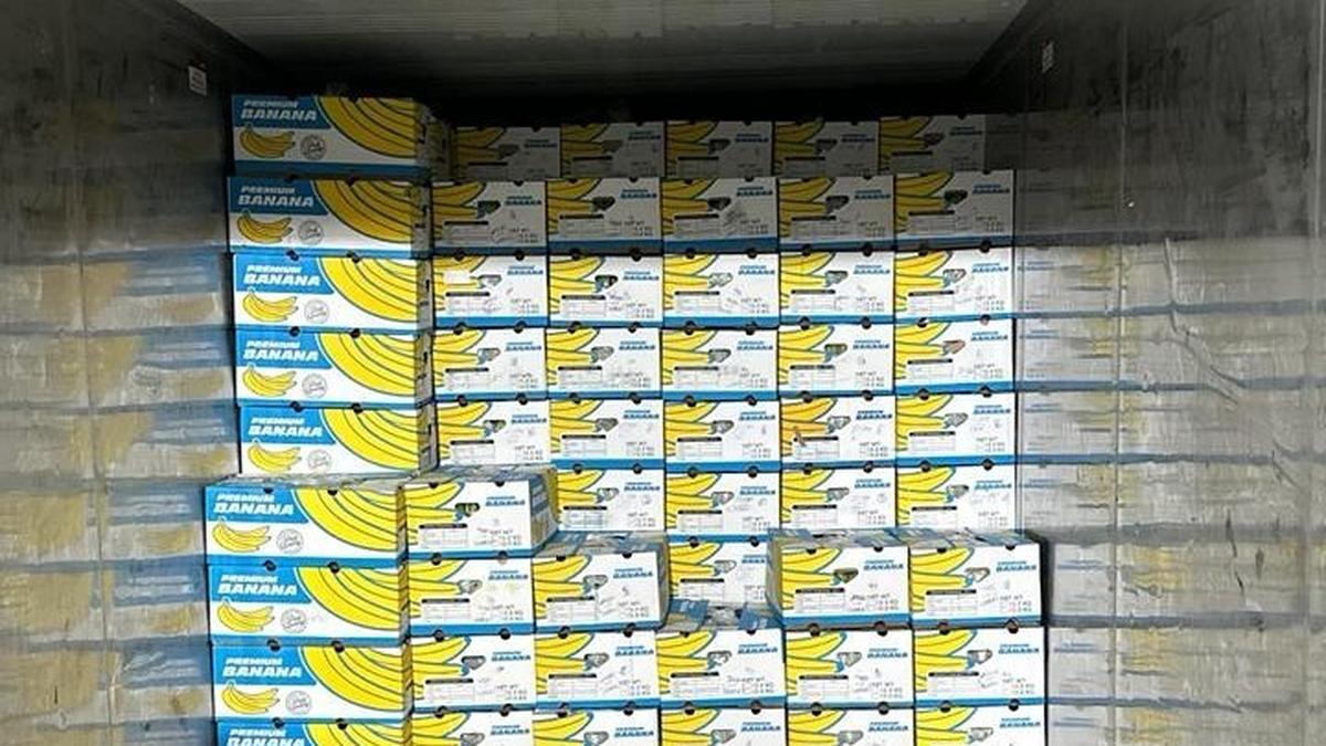 Solapur’s farmer-producer company exports bananas to Dubai