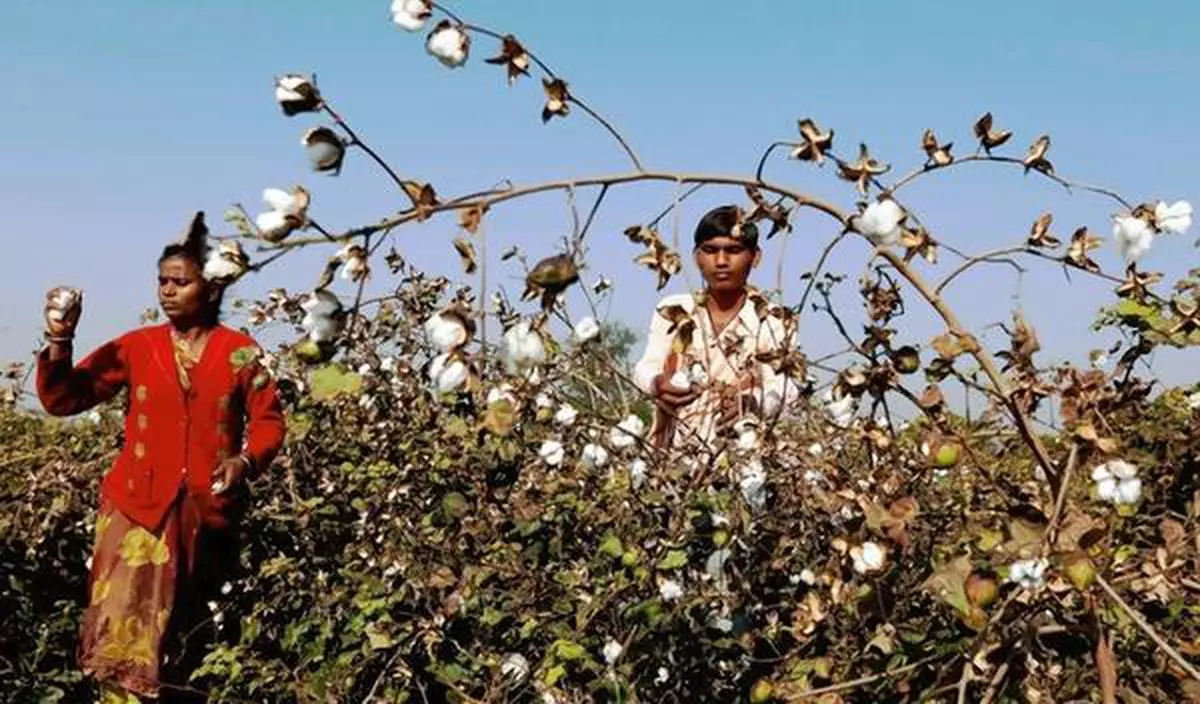 FILE PHOTO: Farmers harvest cotton in a field in Nana Viramgam village in the western Indian state of Gujarat, India, February 9, 2015. REUTERS/Amit Dave/File Photo