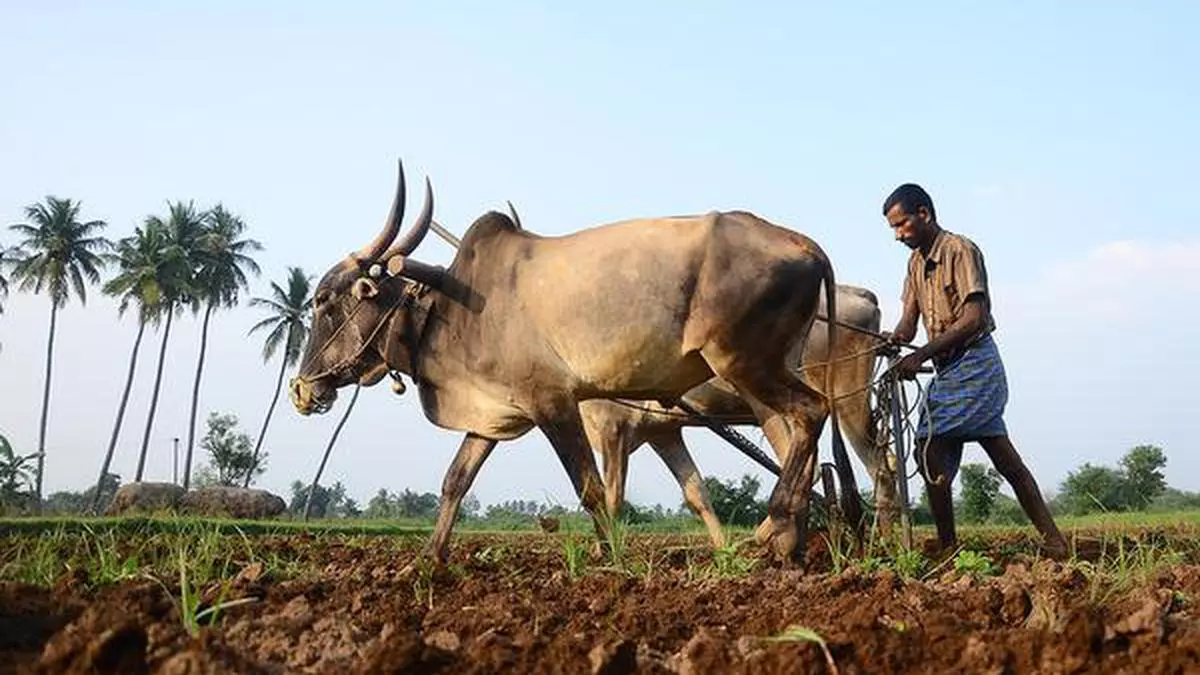 Gujarat farmers rush for groundnut seeds as monsoon rains approach ...