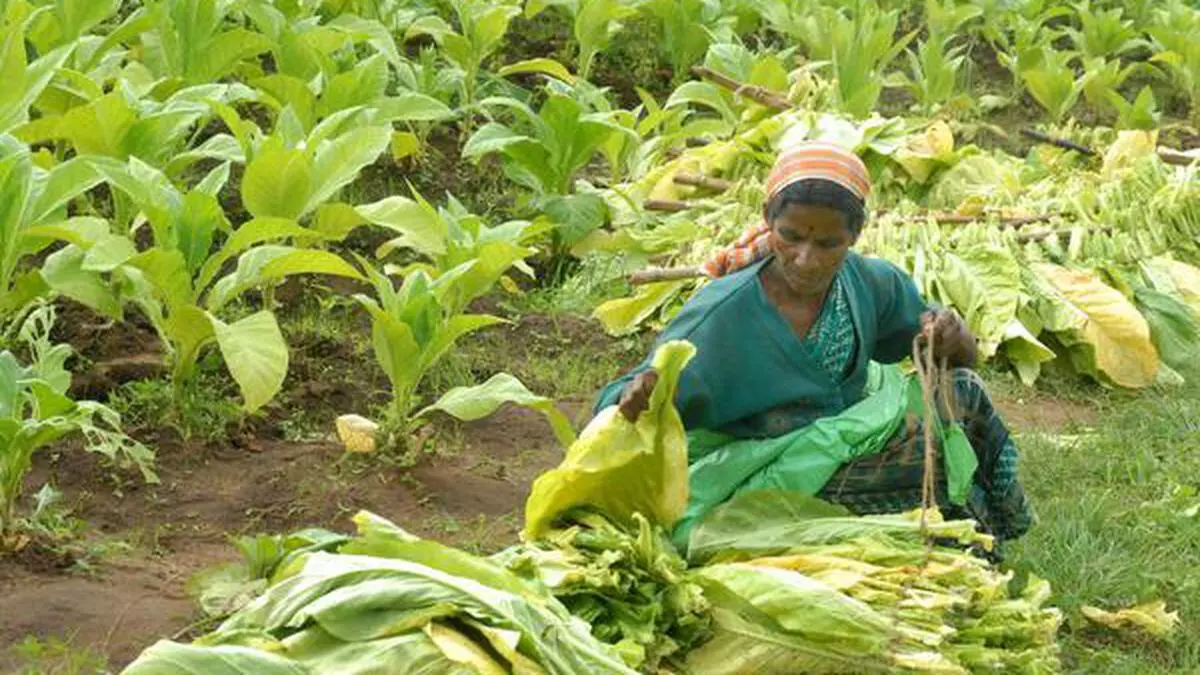 Tobacco farmers oppose move to introduce contract farming - The Hindu ...