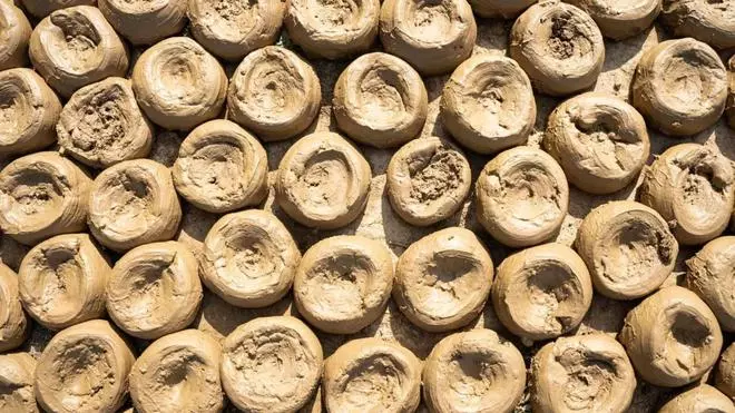 Cakes of clay called tikkis drying in the sun, being prepared for making attar